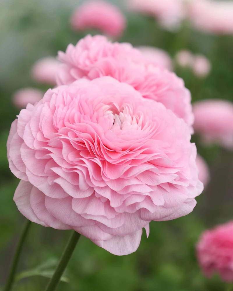 Ranunkel 'Elegance® Rosa Chiaro 2P10' · Knollen von Gartenzauber
